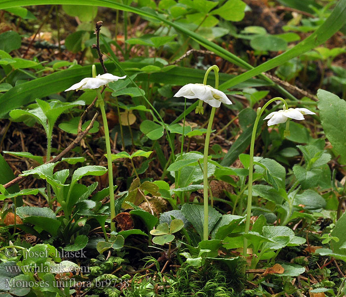 Moneses uniflora Pyrola Одноцветка обыкновенная Грушанка одноцветковая