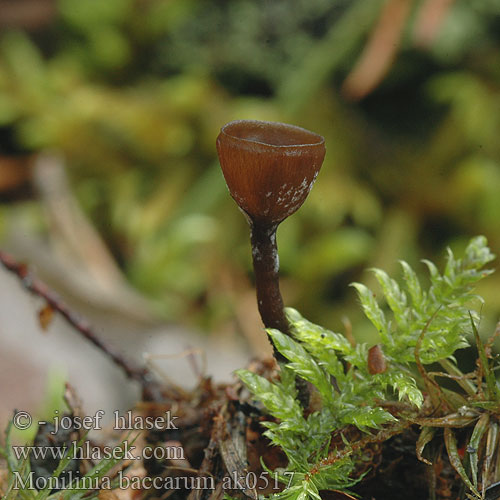 Monilinia baccarum Franquinia Monilia Sclerotinia Mycosphaerella vaccinii Pezicula Rutstroemia Hlízenka borůvková Bosbesrotkelkje Blåbær-knoldskive Paciornica jagodowa Blåbärsskål Mustikanmuumiopikari Monília bobuľová