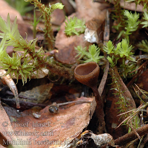 Monilinia baccarum ak2316