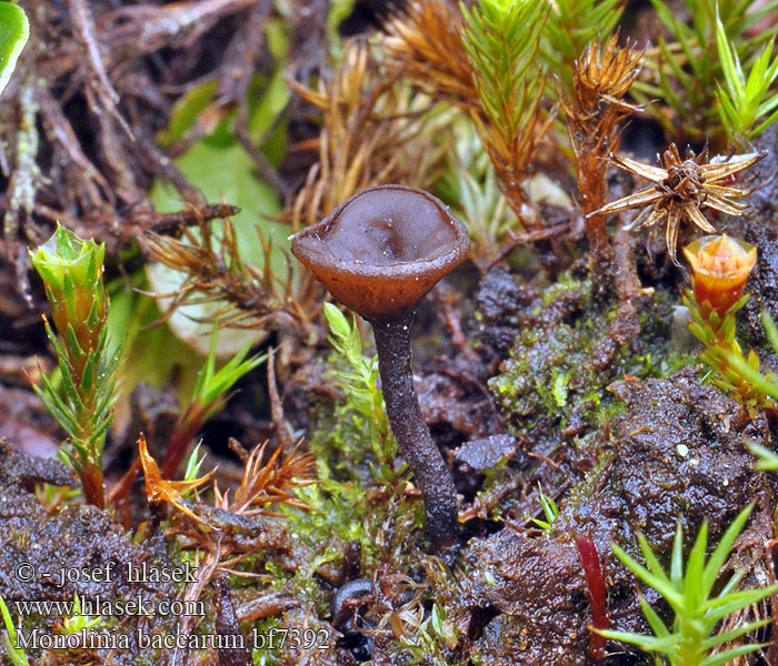 Monília bobuľová Monilinia baccarum