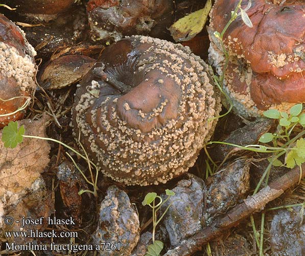 Monilinia fructigena DK: Able-knoldskive NL: Perzikrotkelkje DE: Braunfäuleerreger CZ: Hlízenka ovocná SE: Gult fruktmögel