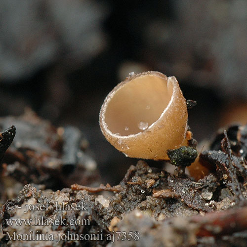 Monilinia johnsonii Sclerotinia crataegi Hlízenka hlohová Hawthorn Leaf Blight Tjørnebær-knoldskive Meidoornrotkelkje Weißdorn-Fruchtbecherling