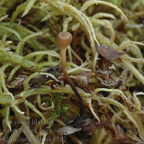 Monilinia ledi Sclerotinia Franquinia heteroica Hlízenka rojovníková Sumpfporst-Fruchtbecherling Suopursunmuumiopikari