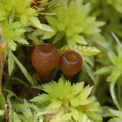 Sumpfporst-Fruchtbecherling Suopursunmuumiopikari Monilinia ledi Sclerotinia heteroica Hlízenka rojovníková