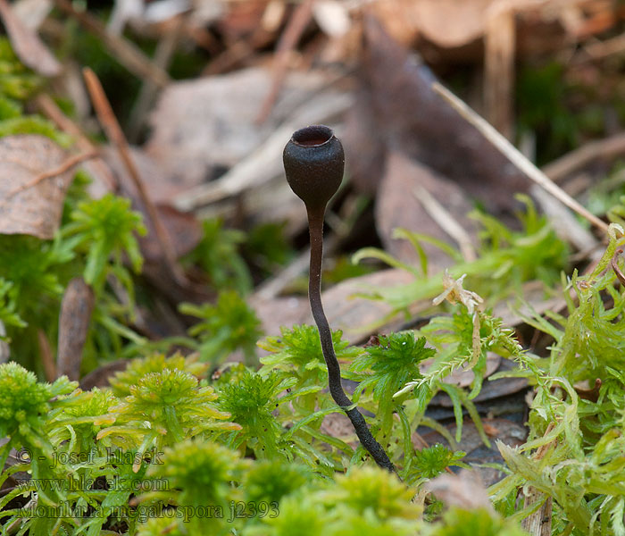 Monilinia megalospora Rauschbeer-Fruchtbecherchen