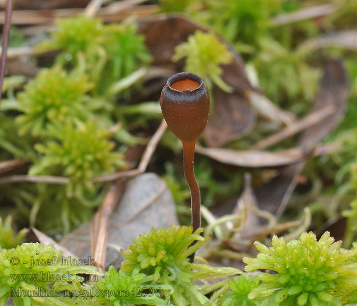 Monilinia megalospora Odonskål