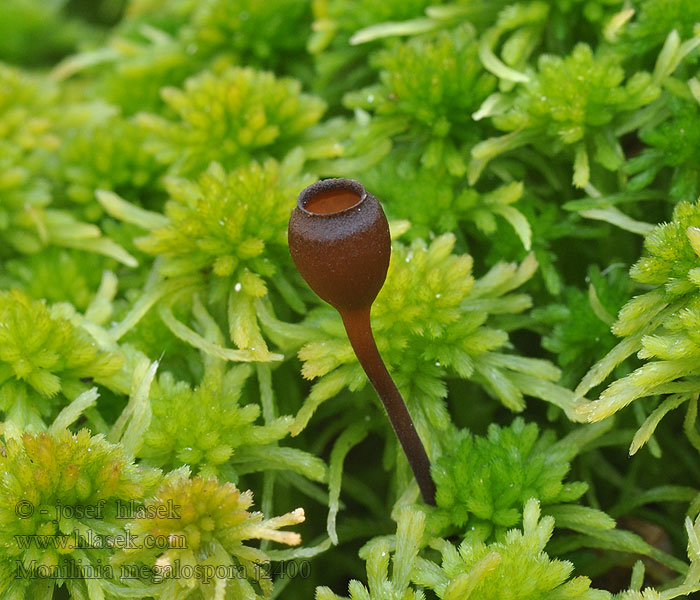 Monilinia megalospora Монилиния крупноспоровая