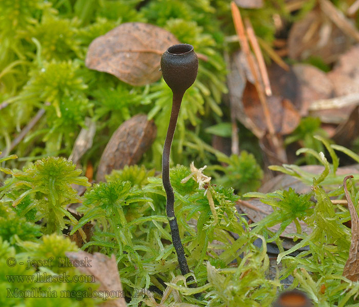 Odonskål Monilinia megalospora