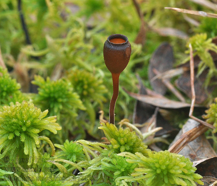 Монилиния крупноспоровая Monilinia megalospora