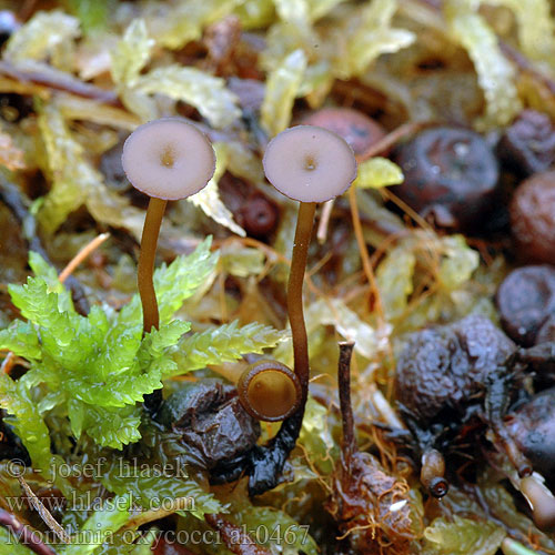 Pourriture sclérotique Paciornica żurawinowa Tranbärsskål Monilinia oxycocci Sclerotinia Monilia Franquinia Hlízenka klikvová Cottonball disease Tranebærknollbeger Veenbesrotkelkje Tranebær-knoldskive Karpalonmuumiopikari