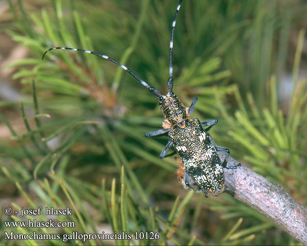 Monochamus galloprovincialis Kozlíček sosnový Ranskanräätäli Westeuropese dennenboktor Gefleckter Langhornbock Żerdzianka sosnówka Усач черный бронзовый сосновый Vrzúnik sosnový Behårad tallbock Вусань чорний сосновий