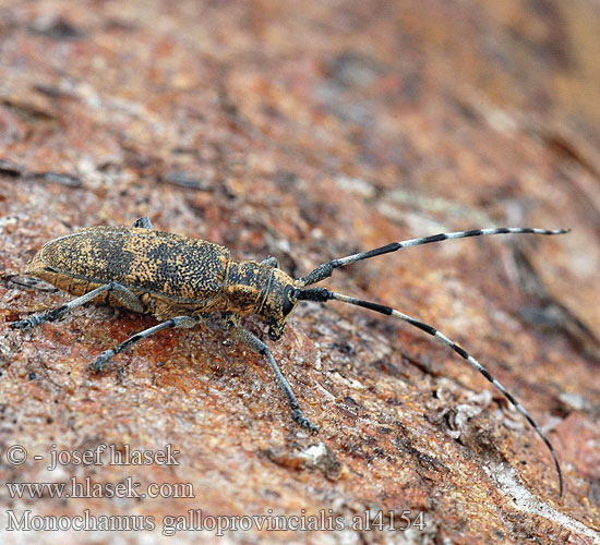 Monochamus galloprovincialis Kozlíček sosnový Ranskanräätäli Westeuropese dennenboktor Gefleckter Langhornbock Żerdzianka sosnówka Усач черный бронзовый сосновый Vrzúnik sosnový Behårad tallbock Вусань чорний сосновий