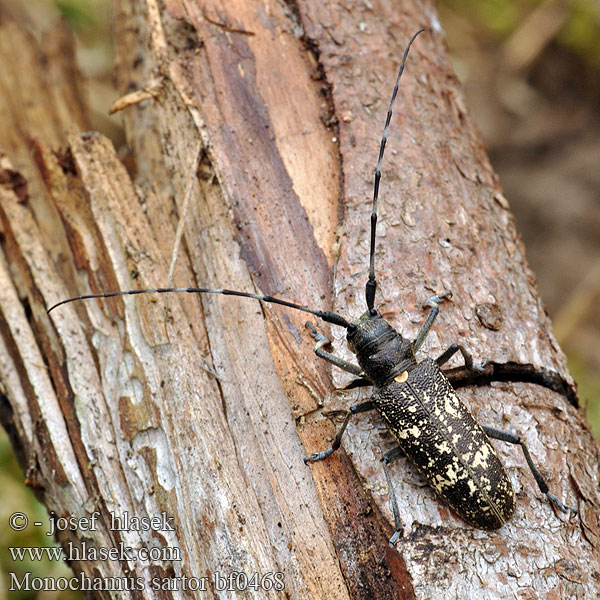 Monochamus sartor Kozlíček hvozdník Monochame tailleur Nagy fenyvescincér Schneiderbock Furubukk Żerdzianka krawiec Усач чёрный еловый большой Vrzúnik pralesový