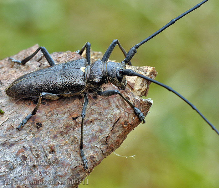 Furubukk Żerdzianka krawiec Усач чёрный еловый большой Vrzúnik pralesový Monochamus sartor Kozlíček hvozdník Monochame tailleur Nagy fenyvescincér Schneiderbock