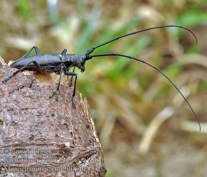 Vrzúnik pralesový Monochamus sartor Kozlíček hvozdník Monochame tailleur Nagy fenyvescincér Schneiderbock Furubukk Żerdzianka krawiec Усач чёрный еловый большой