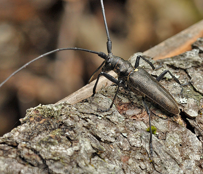 Monochamus sartor Monochame tailleur