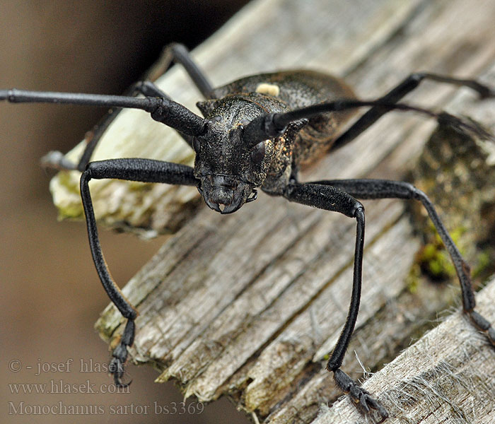 Monochamus sartor Nagy fenyvescincér