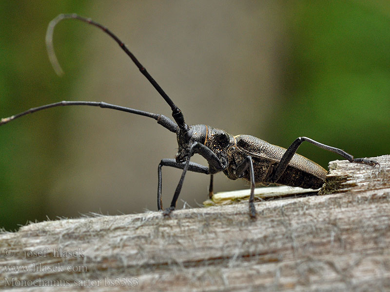 Monochamus sartor Schneiderbock Furubukk