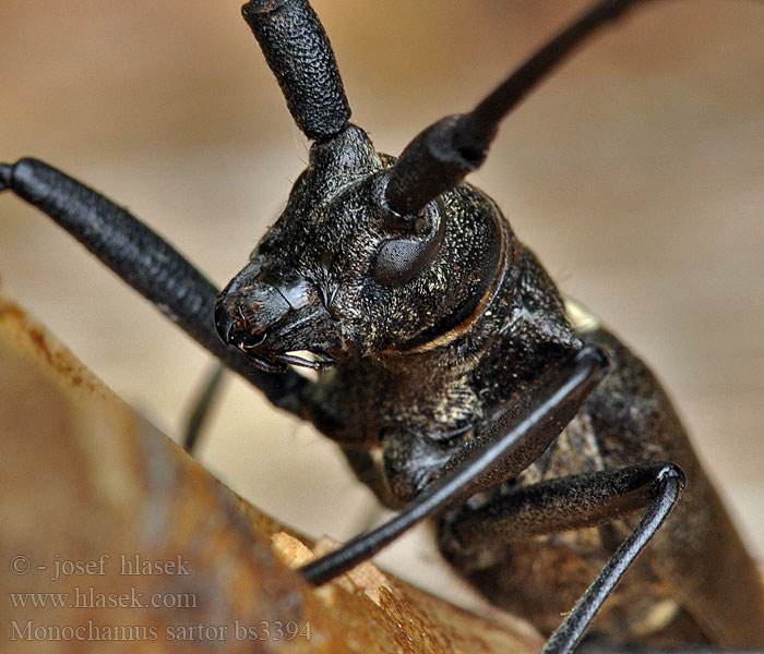 Monochamus sartor Żerdzianka krawiec