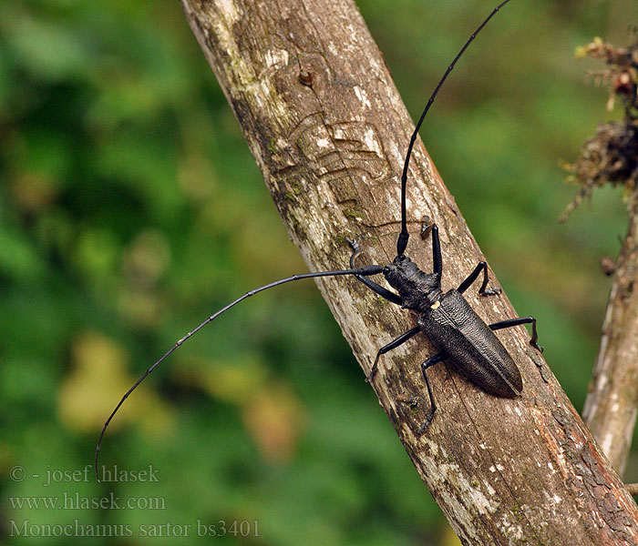 Monochamus sartor Усач чёрный еловый большой