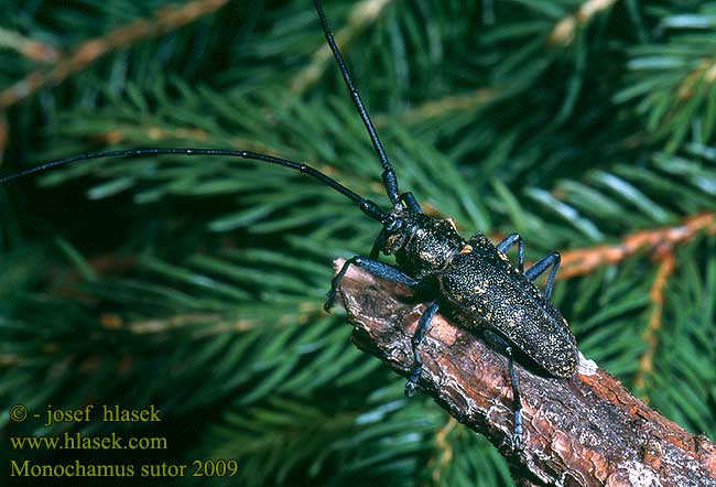 Monochamus sutor 2009