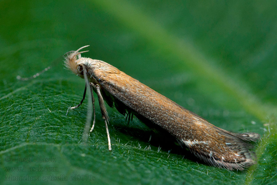 Monochroa cytisella Bracken Neb Psota orličníková