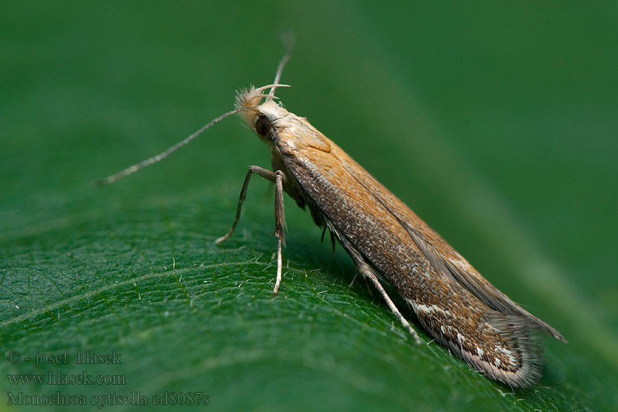 Monochroa cytisella