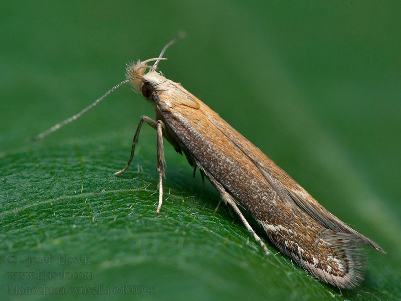 Monochroa cytisella Varenboegsprietmot Saspáfrány-sarlósmoly