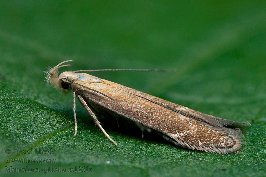 Psota orličníková Monochroa cytisella Örnbräkenmal