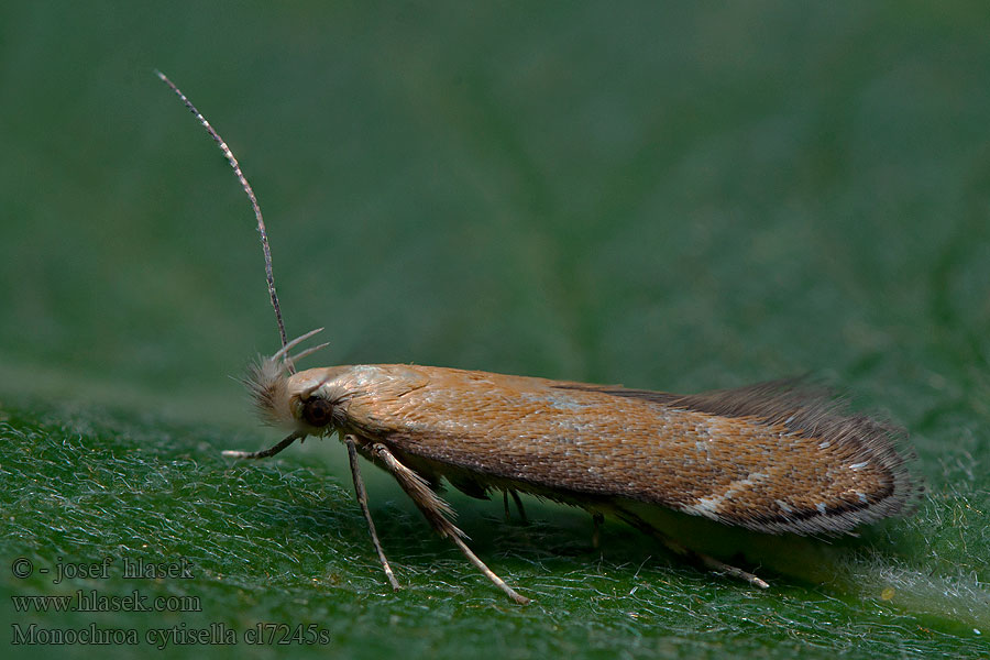 Psota orličníková Monochroa cytisella