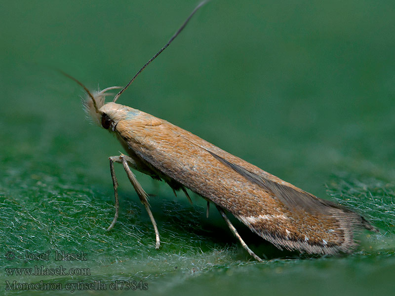 Monochroa cytisella