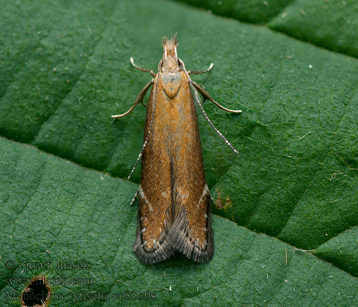 Monochroa cytisella