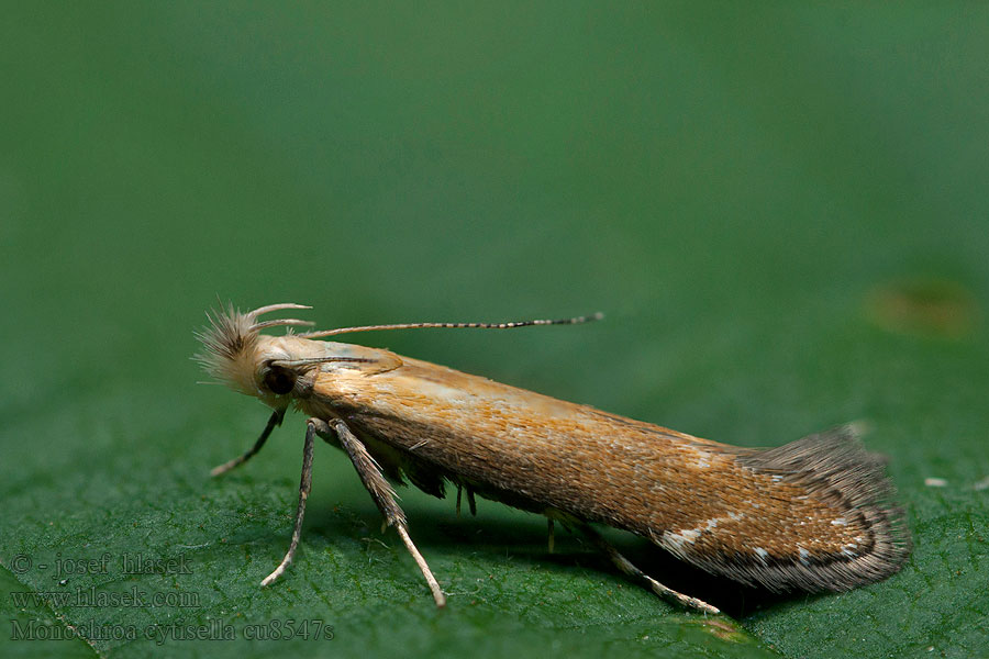 Monochroa cytisella