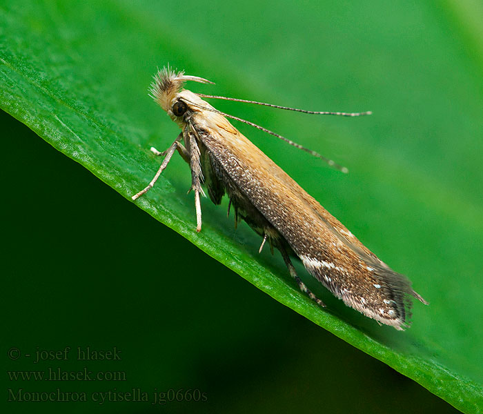 Monochroa cytisella Bracken Neb Psota orličníková