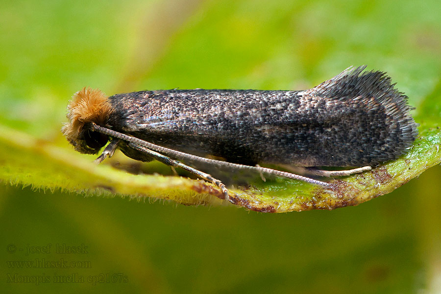 Monopis imella Моль серая