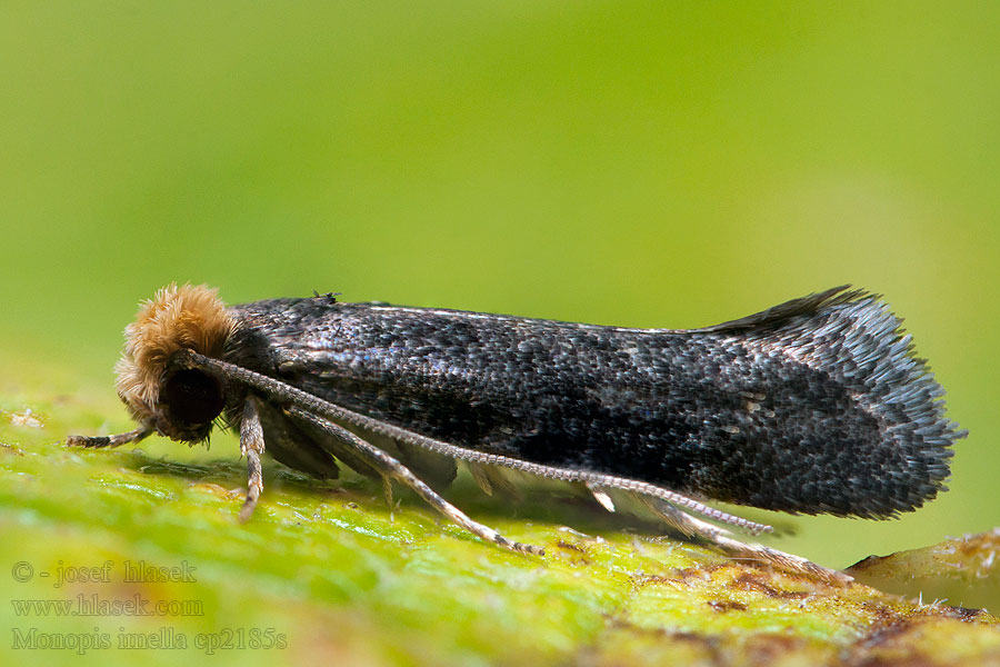 Monopis imella Egaal kijkgaatje Prickbomal