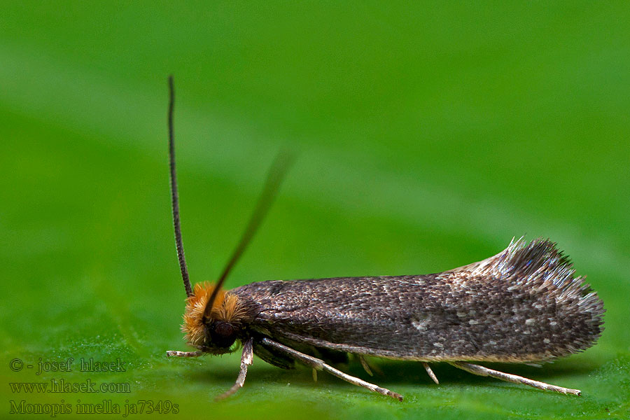 Egaal kijkgaatje Prickbomal Monopis imella