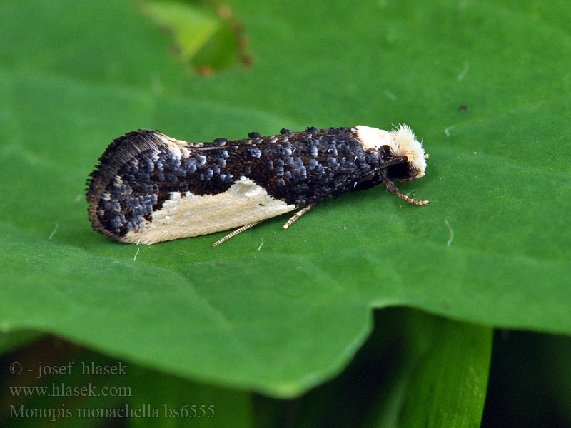 Monopis monachella Munkkiraatokoi