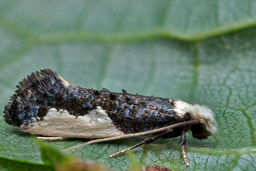 Tinea longella Monopis monachella