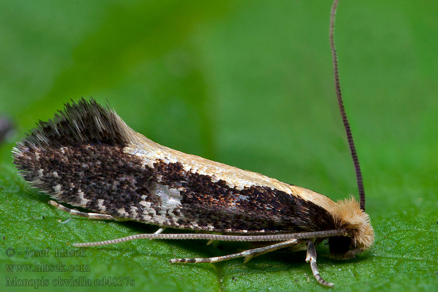 Monopis obviella Kirjoraatokoi