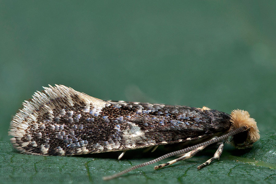 Monopis weaverella Foltos hulladékmoly Hedbomal