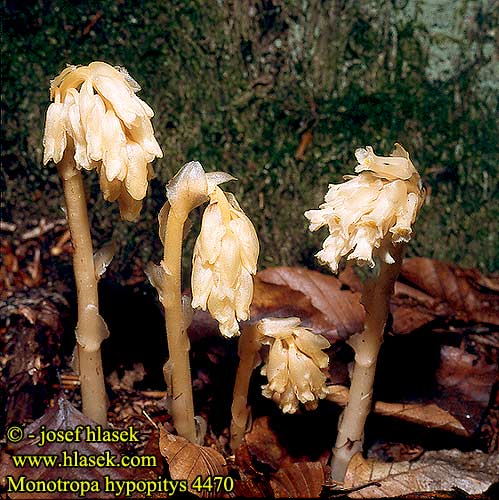 Monotropa hypopitis Hniliak smrekový Hnilák smrkový 