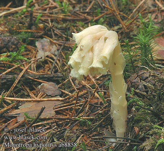 Monotropa hypopitis Hnilák smrkový