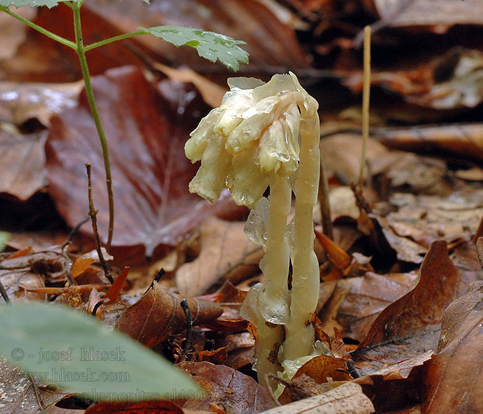 Hnilák smrkový Monotropa hypopitis