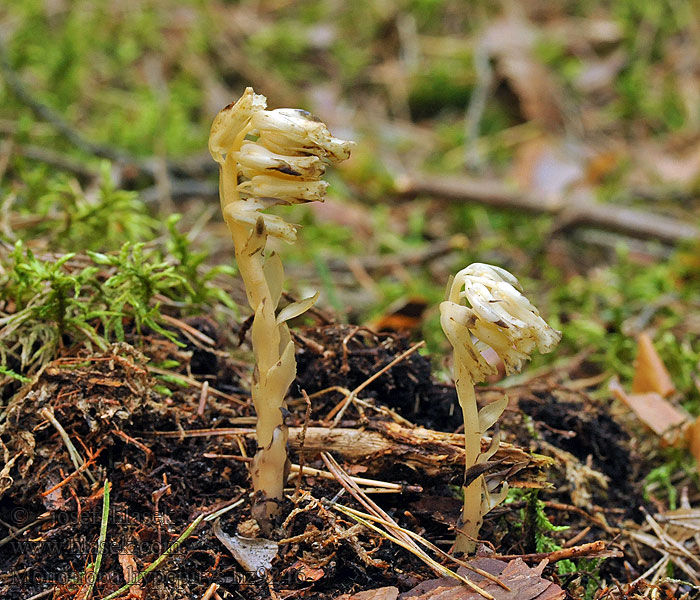 Monotropa hypopitis