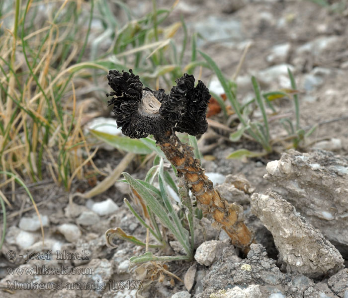 Langstieliger Wüstentintling Montagnea arenaria