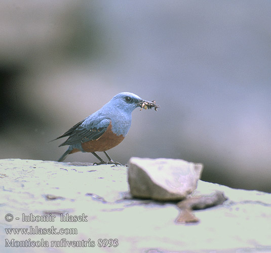 Monticola rufiventris Chestnut-bellied Rock-Thrush 栗腹矶鸫 skalník kaštanovobřichý Rötelmerle Stor Stendrossel Roquero Vientre Castaño isokivikkorastas Monticole ventre marron Passero solitario ventrecastano カオグロイソヒヨドリ nagórnik kasztanowobrzuchy Rostbukig stentrast