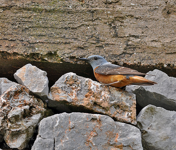 Monticola saxatilis Skalník zpěvný Roquero Rojo