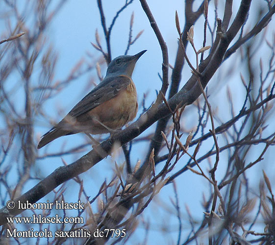 Monticola saxatilis dc7795