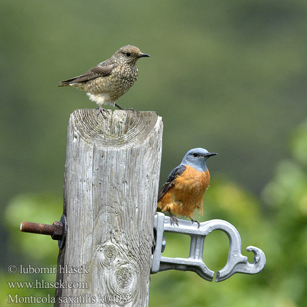 Monticola saxatilis Stendrossel 白背矶鸫